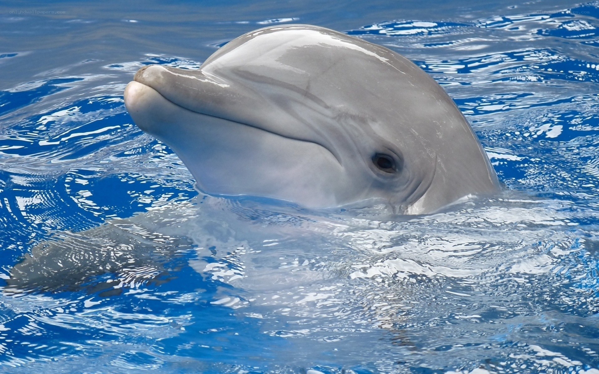 Dolphin in blue water