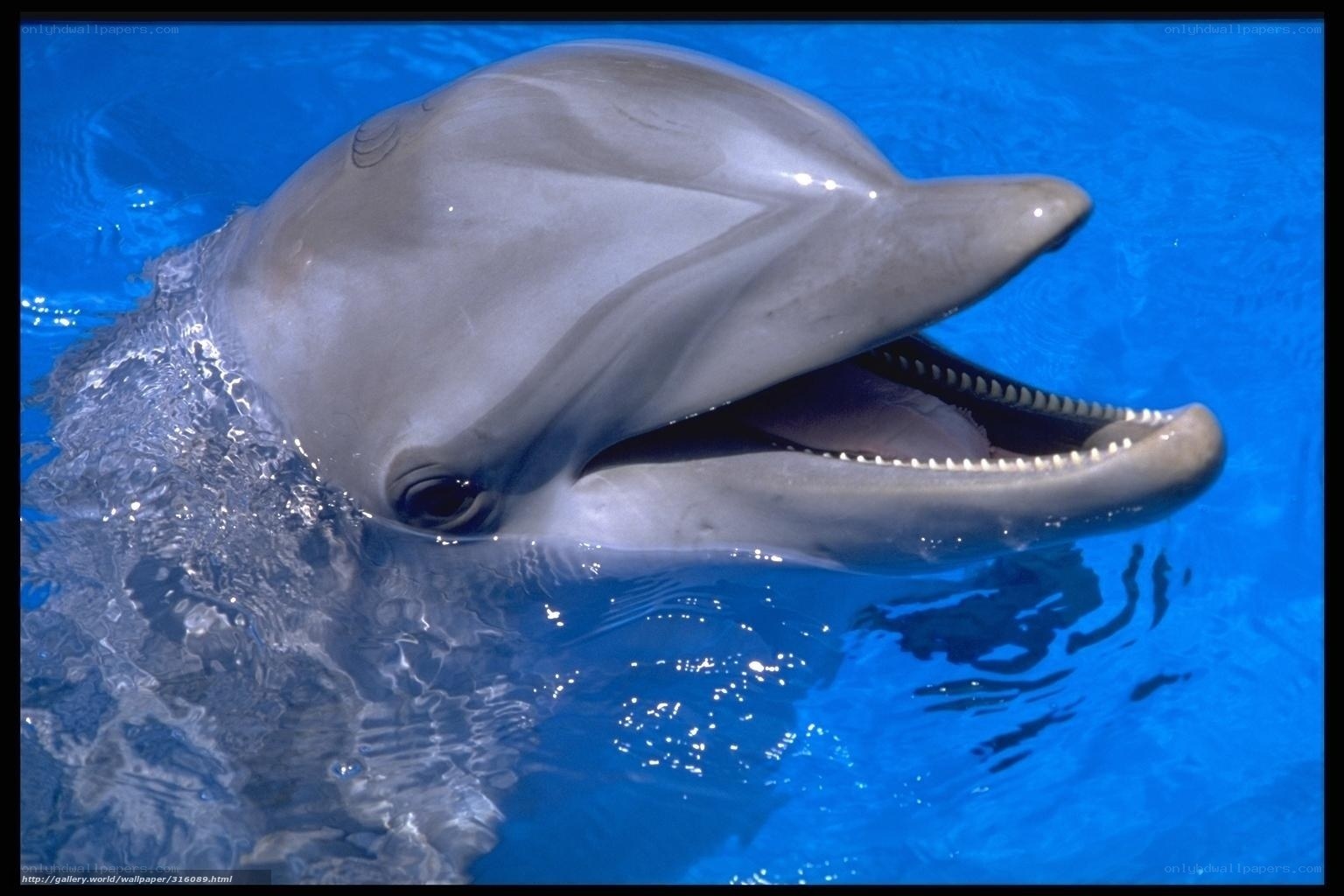 Dolphin in blue water