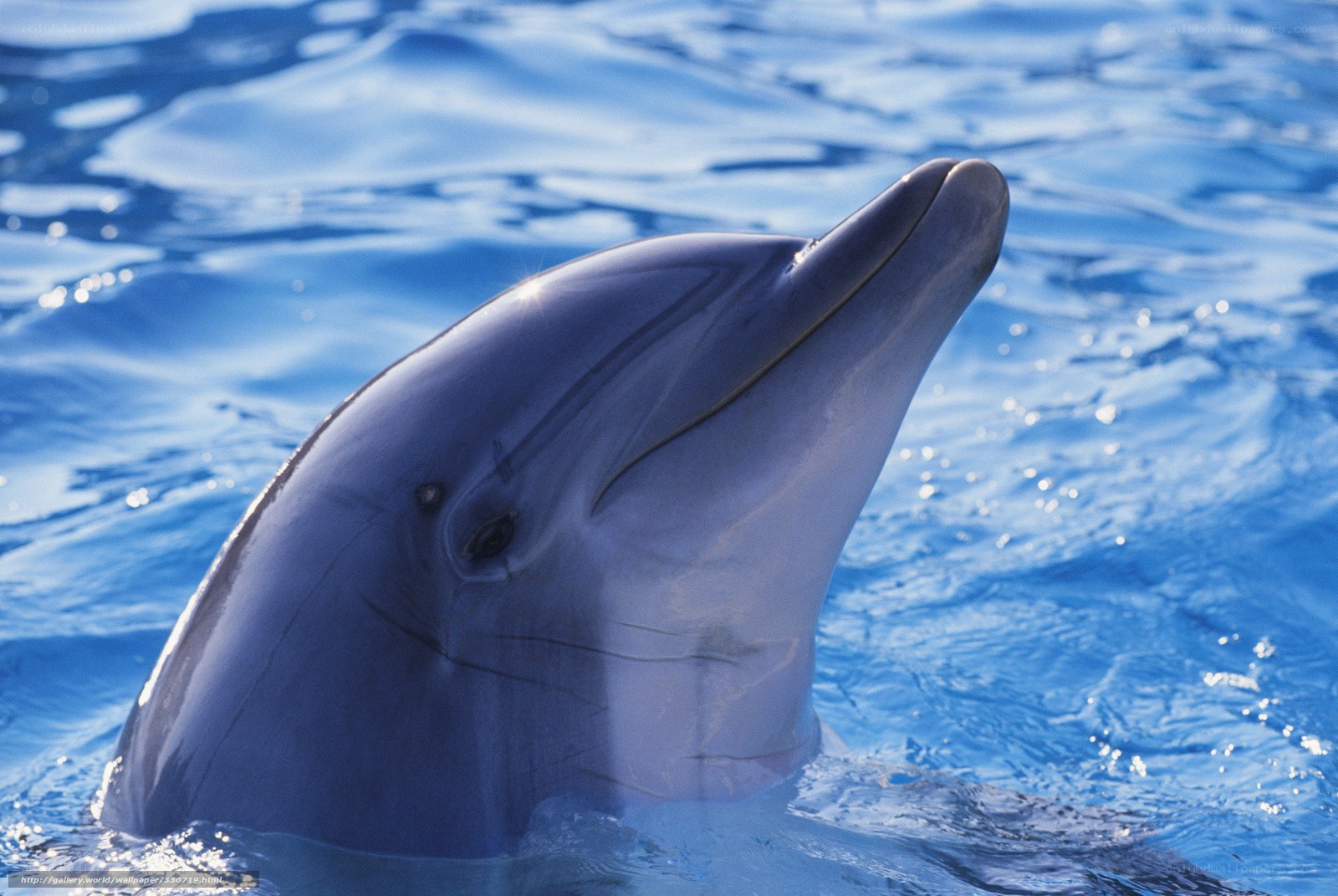 Dolphin in blue water