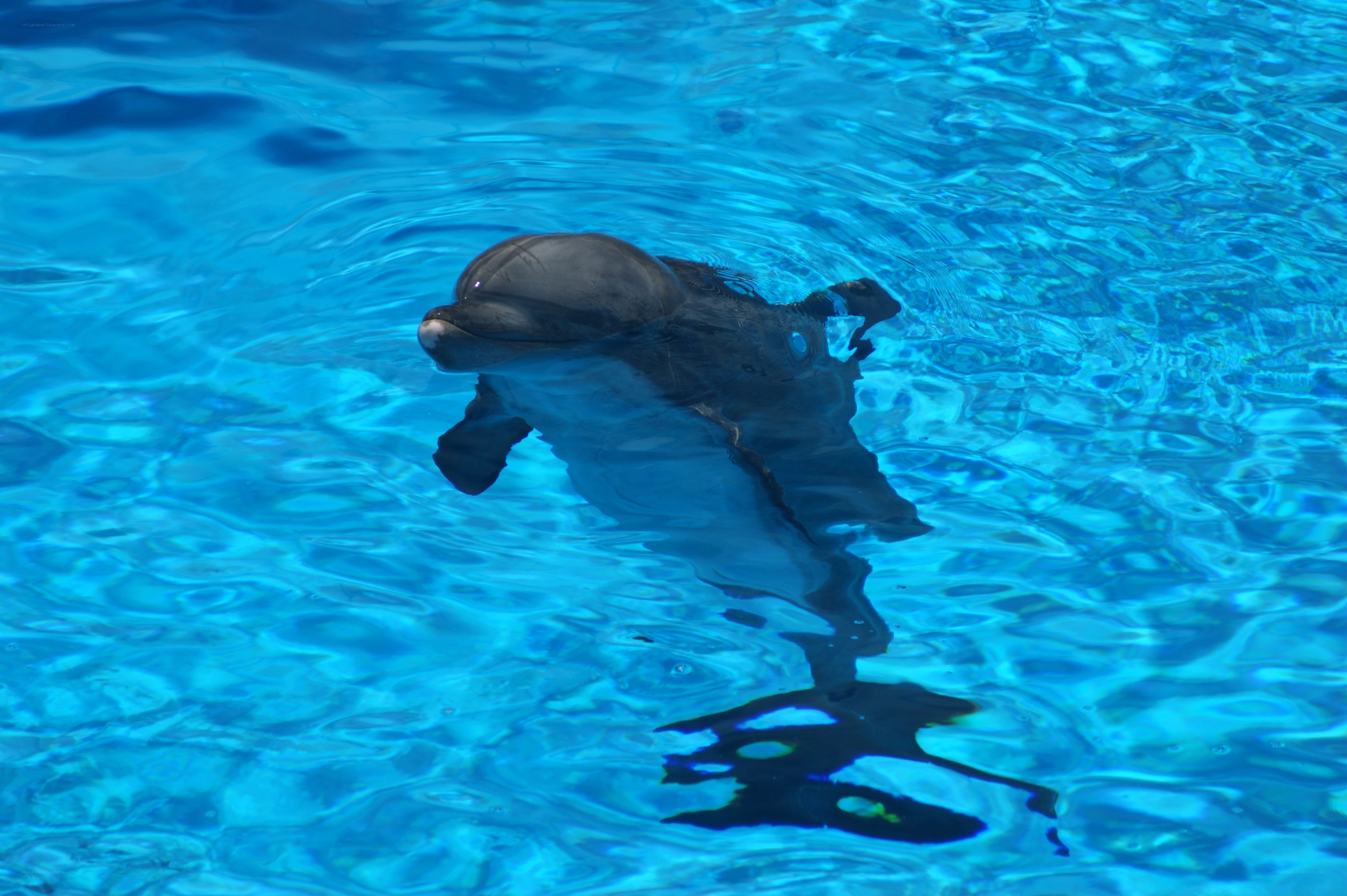 dolphin in blue water