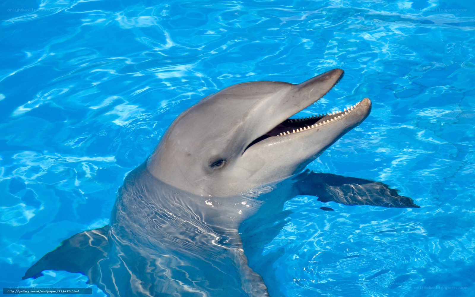 Dolphin in blue water