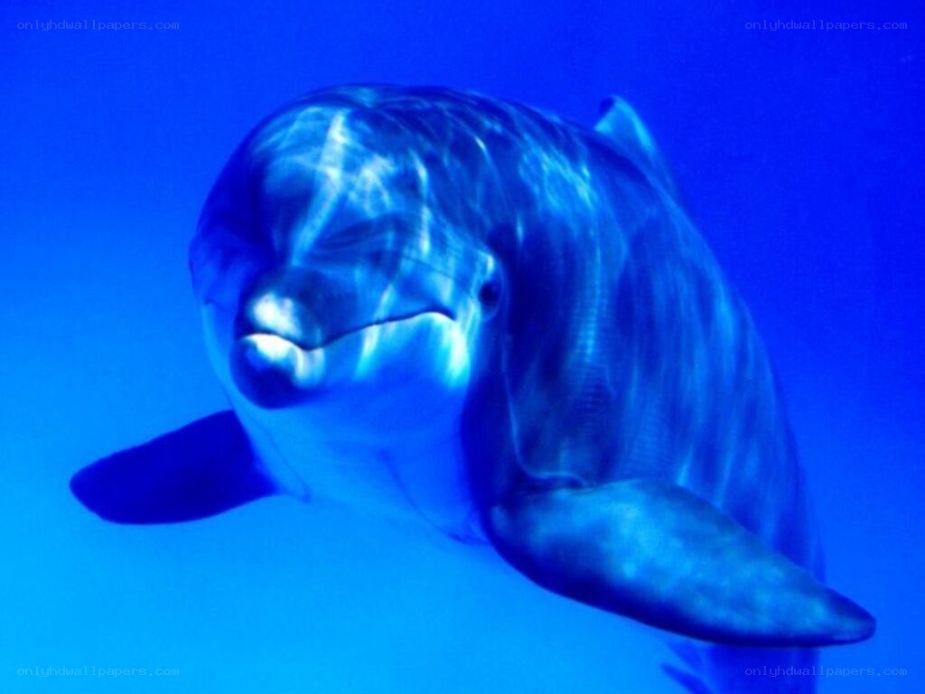dolphin in blue water