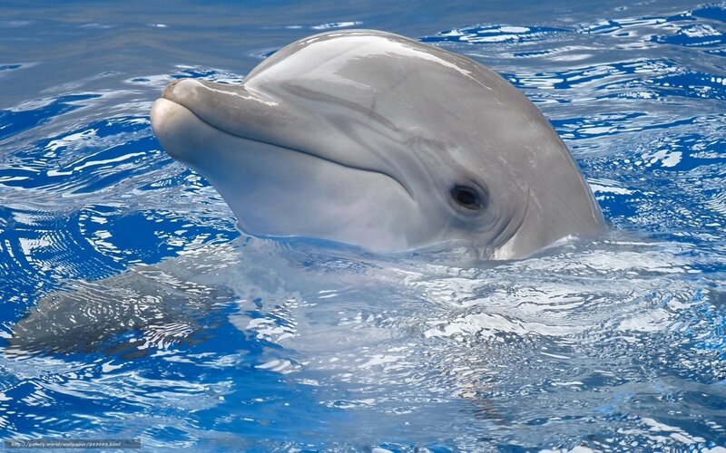 Dolphin in Blue Water — Calm, Photograph, Eye