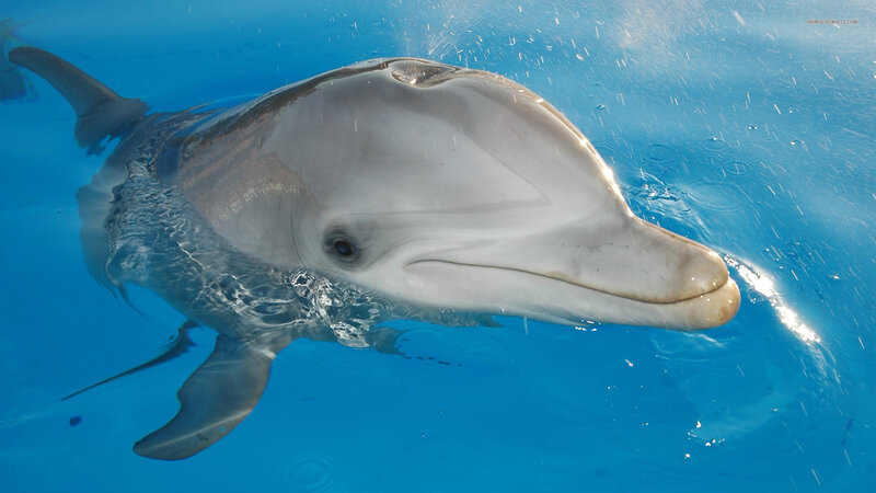 Dolphin in Blue Water — Calm, Photograph