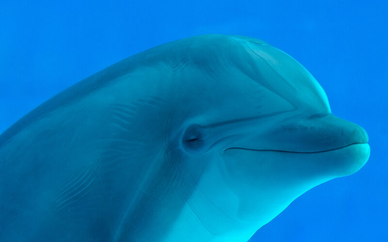 Dolphin in Blue Water — Calm