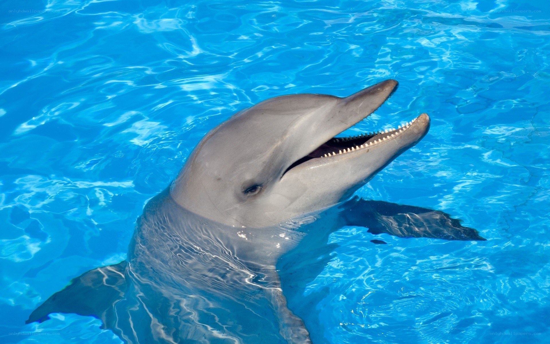 dolphin in blue water