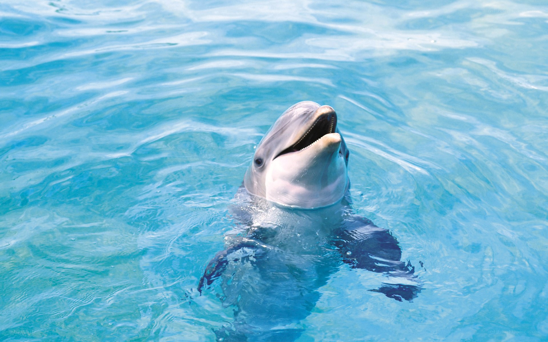 Dolphin in clear blue water