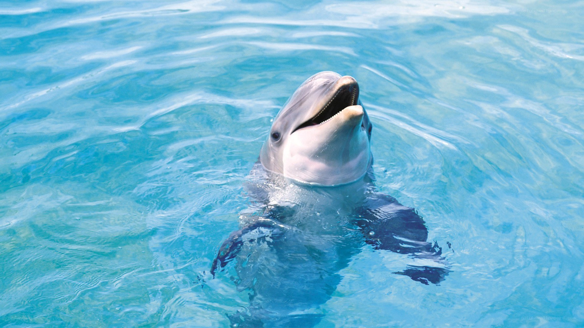 Dolphin in clear blue water