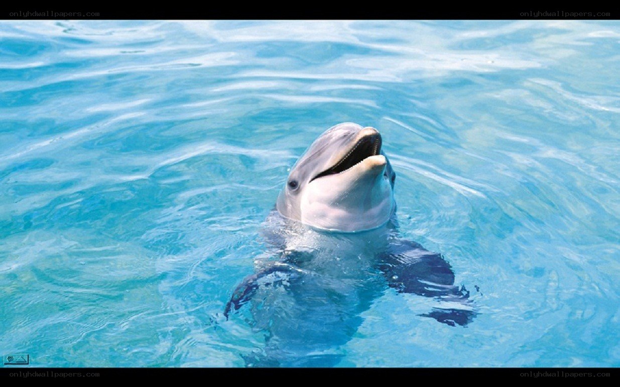 dolphin in clear blue water