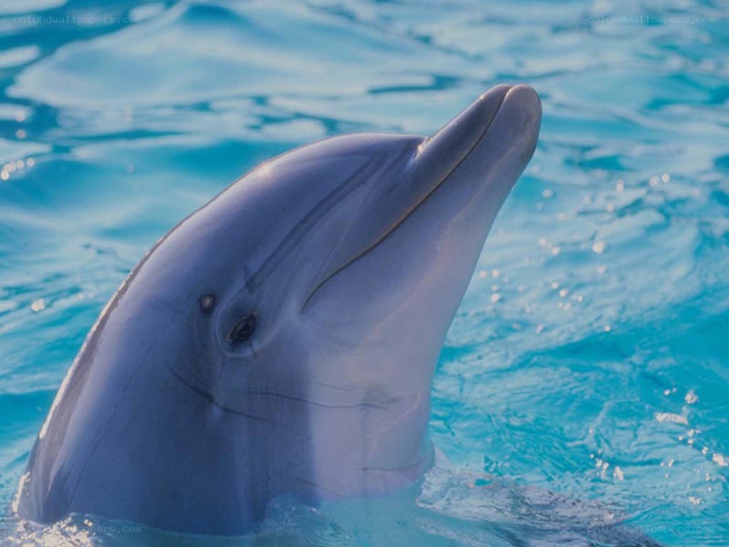 Dolphin in clear blue water