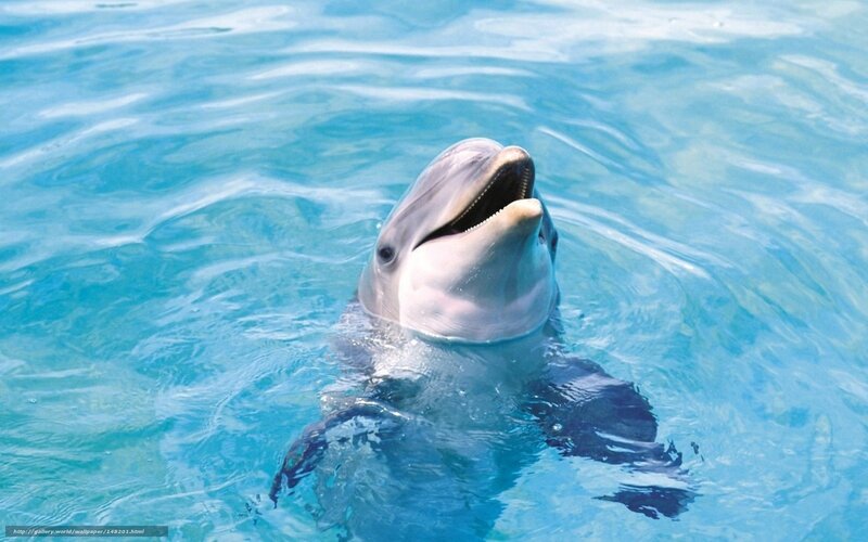 Dolphin in clear blue water