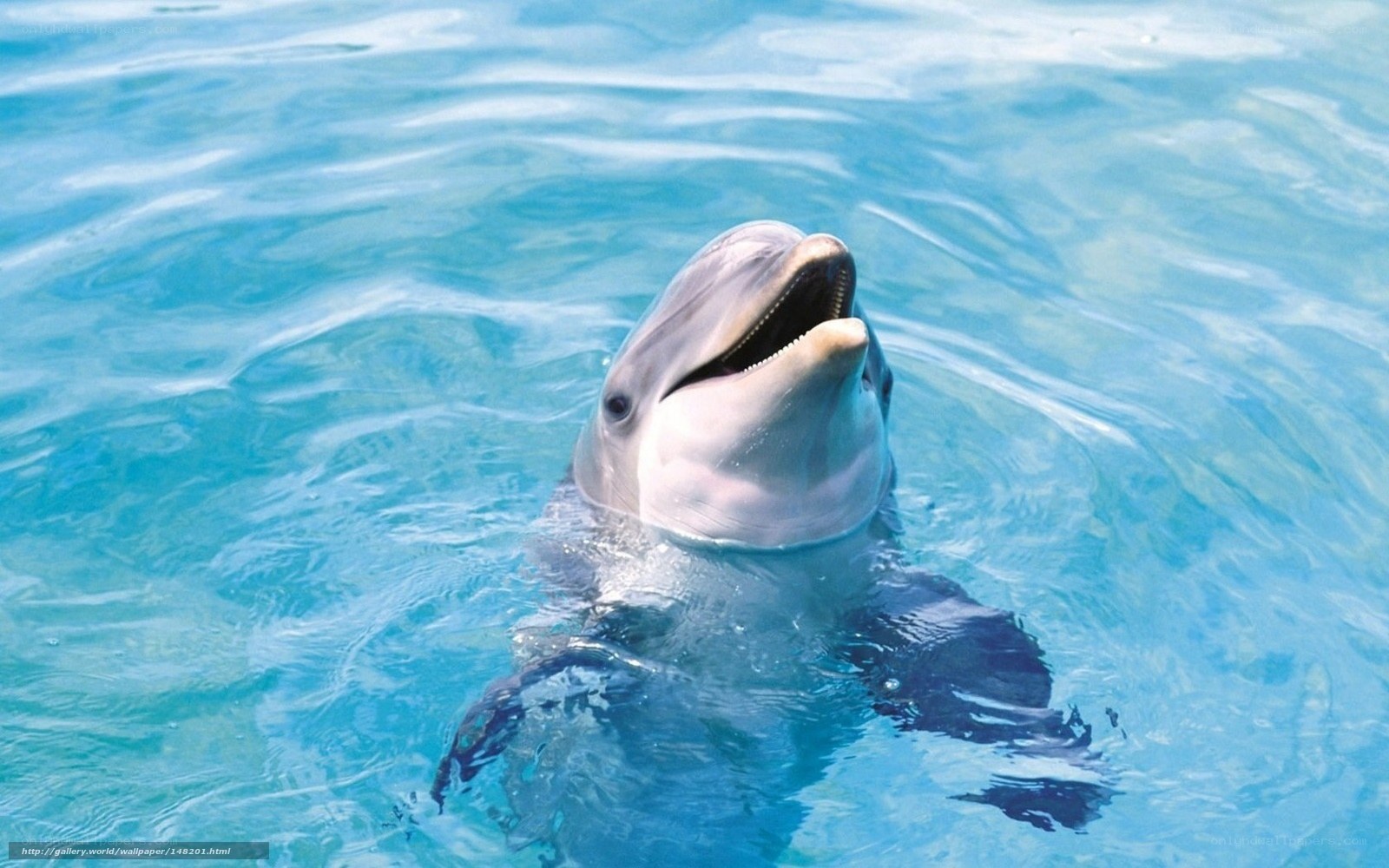 Dolphin in clear blue water