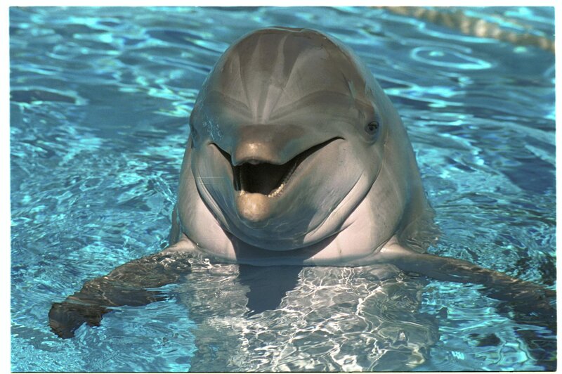 Dolphin in clear water