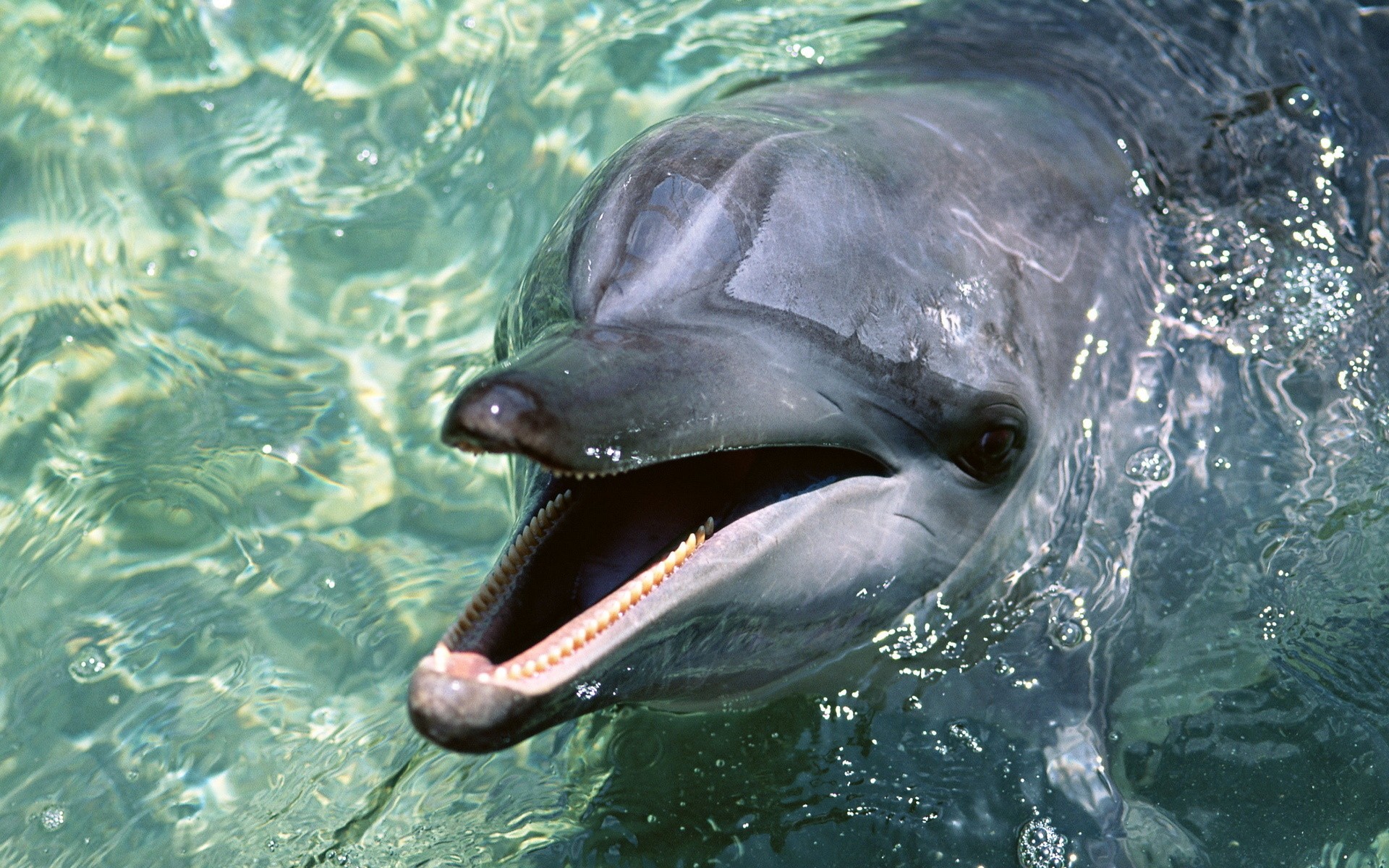 dolphin in clear water