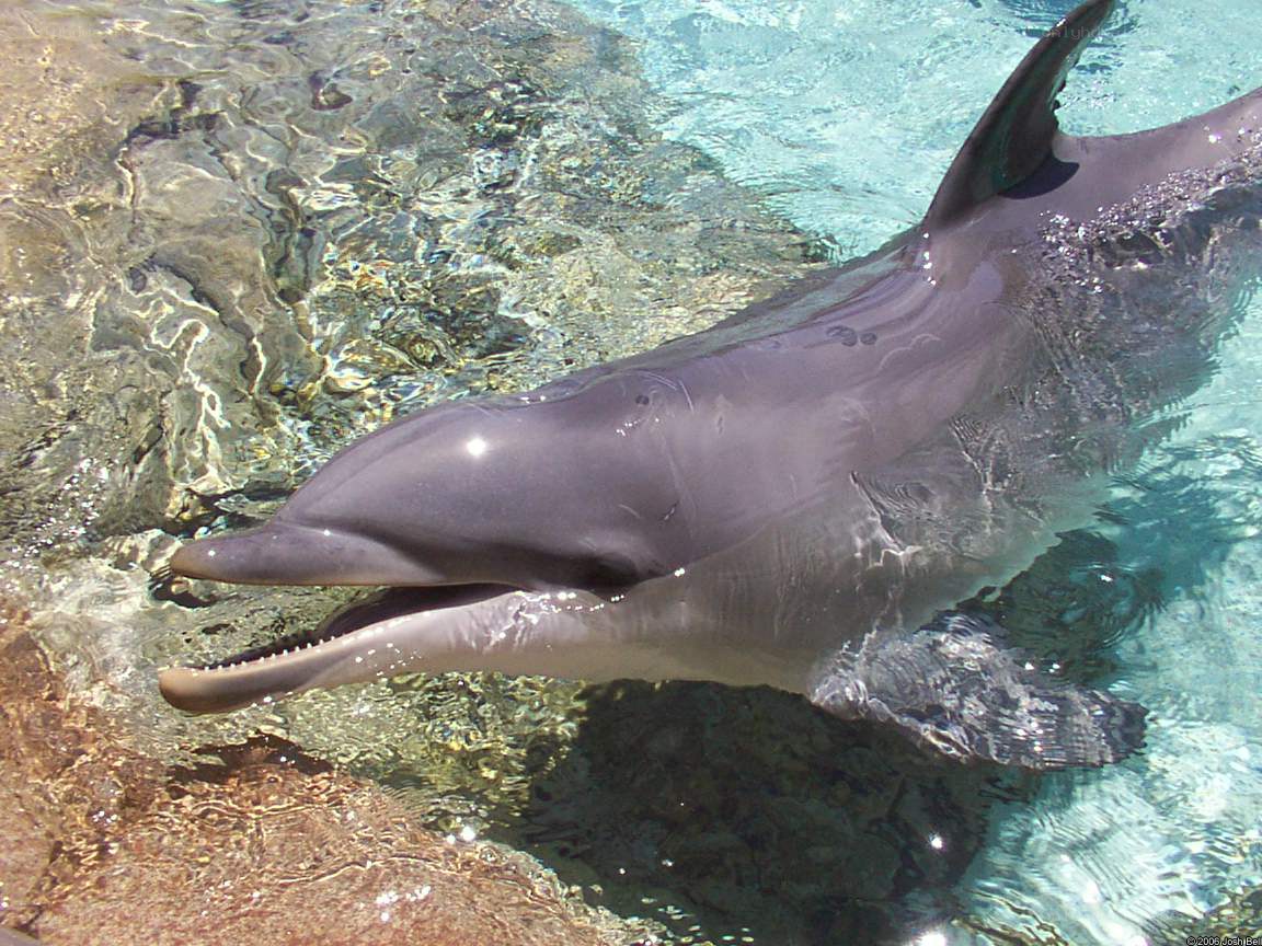 dolphin in clear water