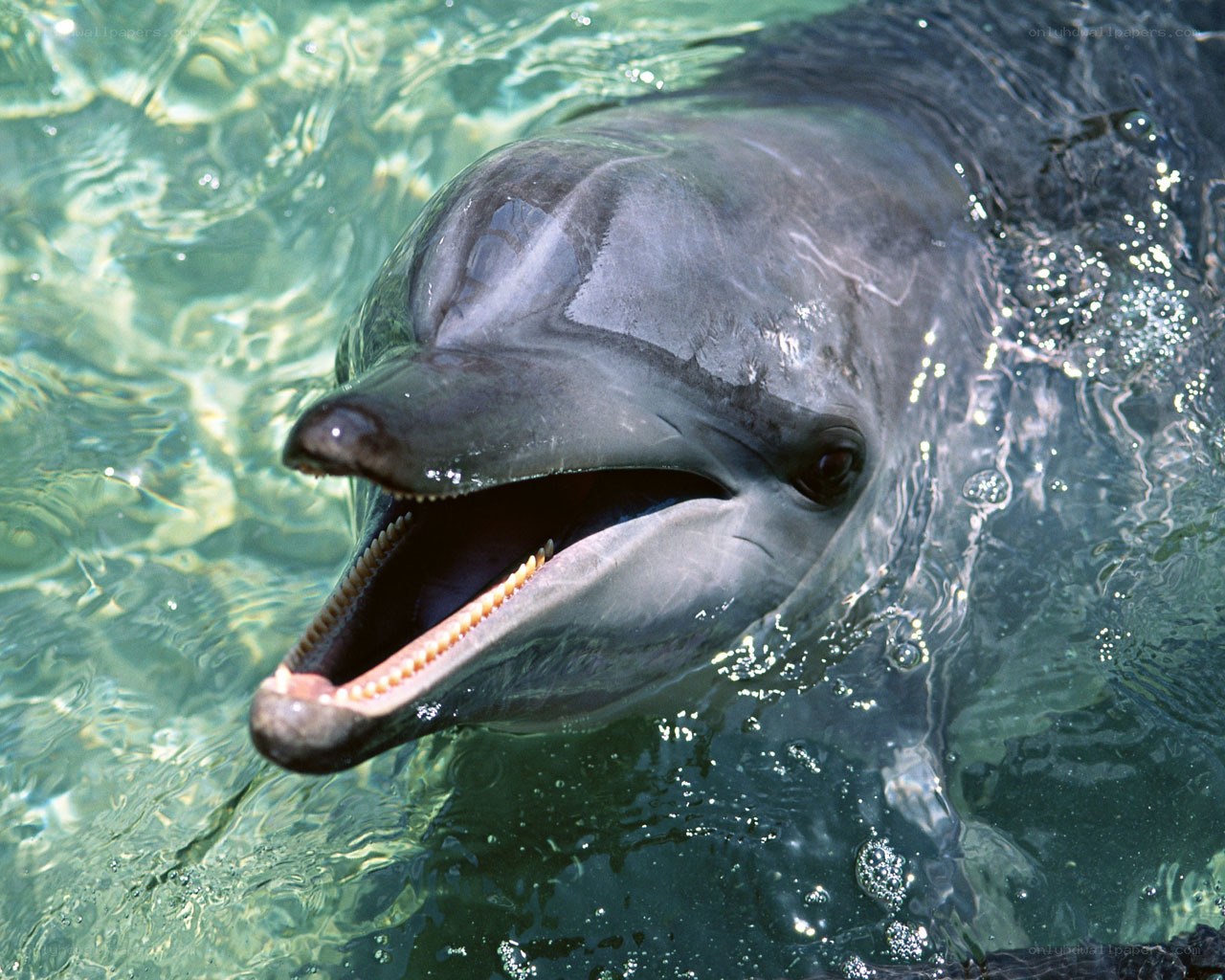 dolphin in clear water