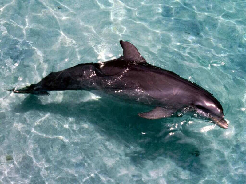Dolphin in Clear Water — Blue, Calm