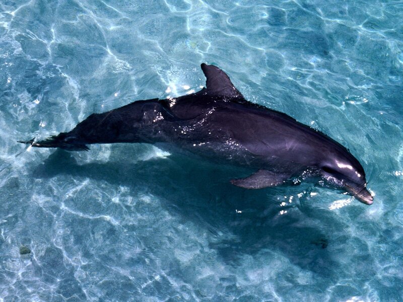 Dolphin in Clear Water — Blue, Serene, Afternoon, Photograph