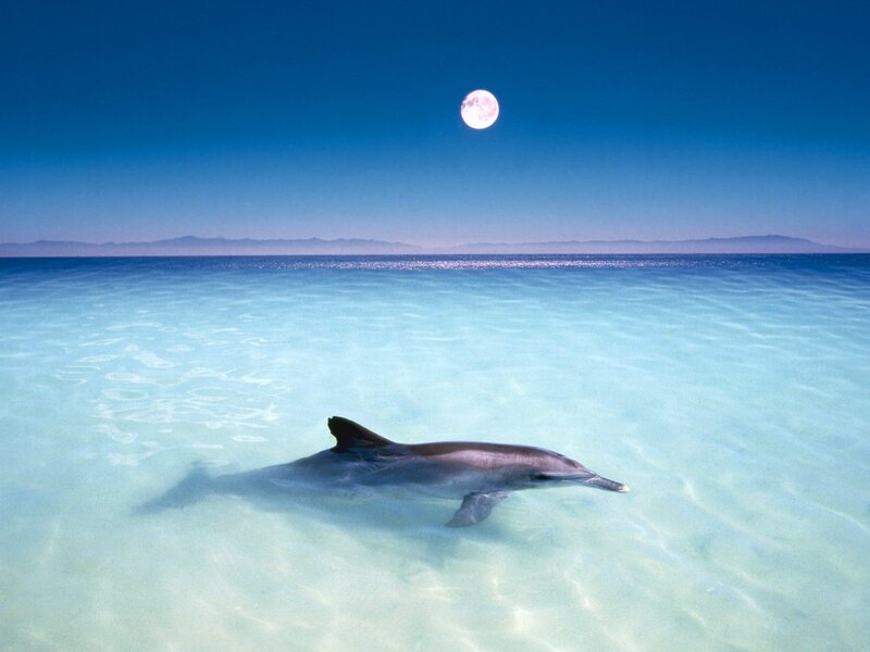 Dolphin in Clear Water — Blue, Serene