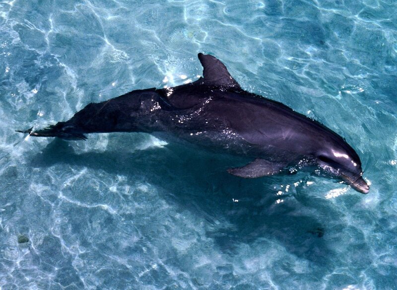 Dolphin in Clear Water — Blue