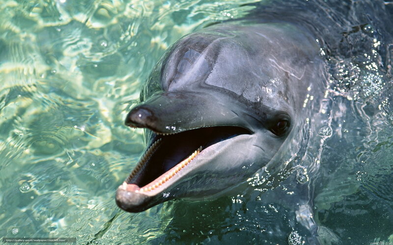 dolphin in clear water