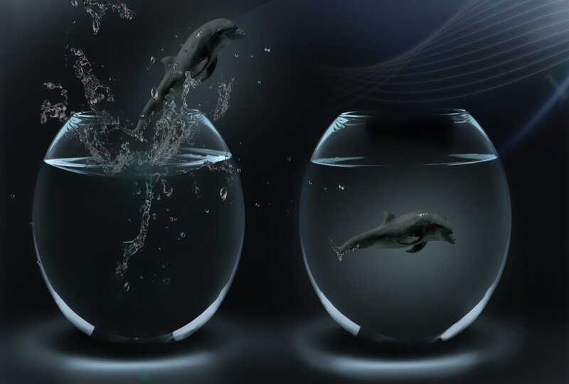 Dolphin in Fishbowl