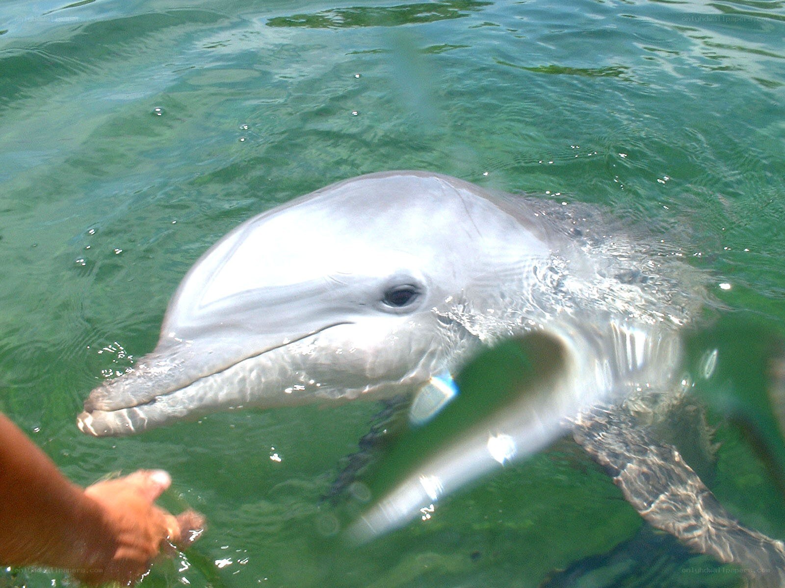 dolphin in green water