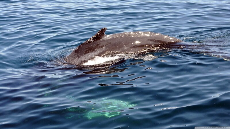 Dolphin in Ocean — Blue, Calm