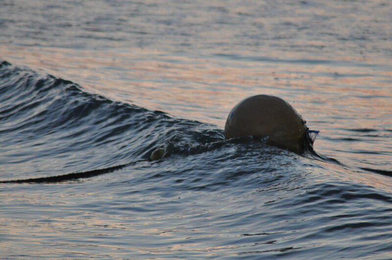 Dolphin in Ocean — Blue