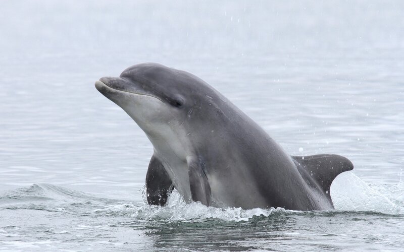 Dolphin in Ocean — Gray