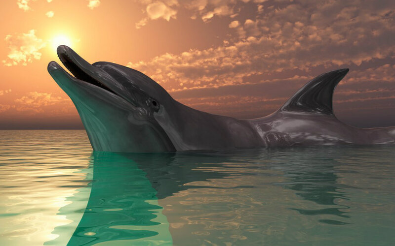 Dolphin in Ocean — Orange