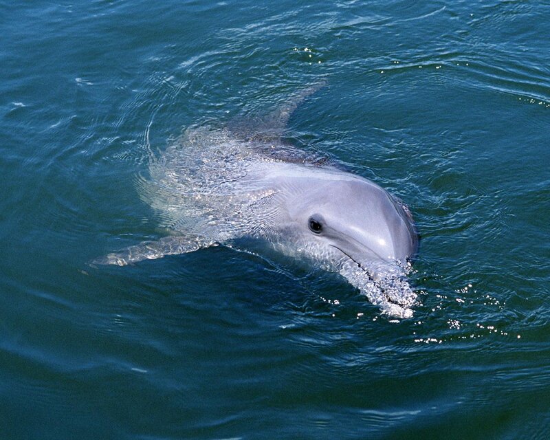 Dolphin in Ocean Water