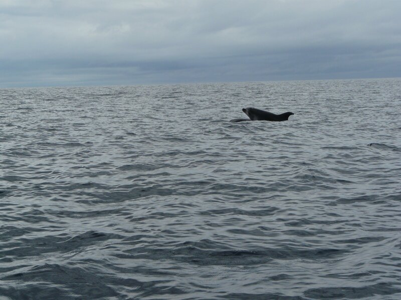 Dolphin in open ocean