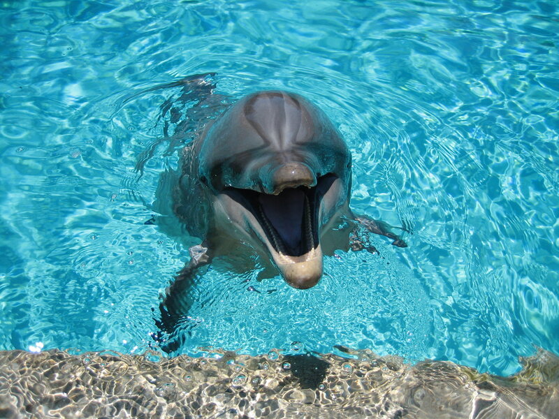 Dolphin in Pool — Blue, Calm