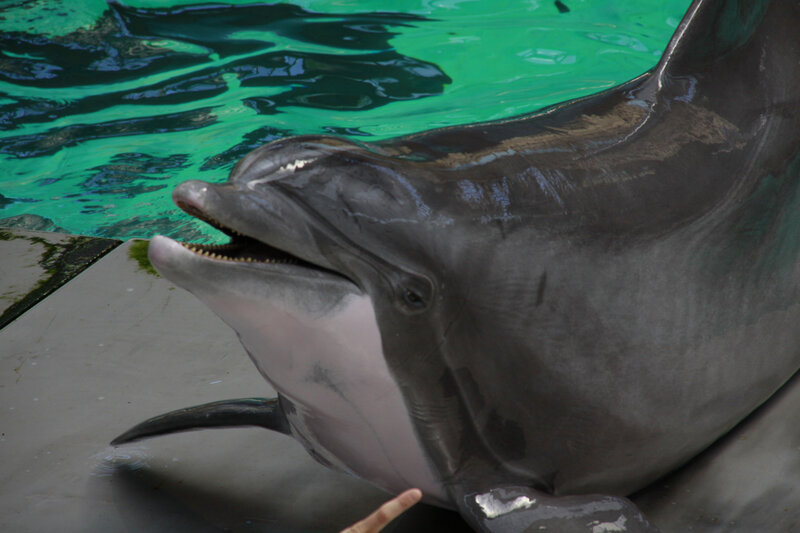 Dolphin in Pool — Gray