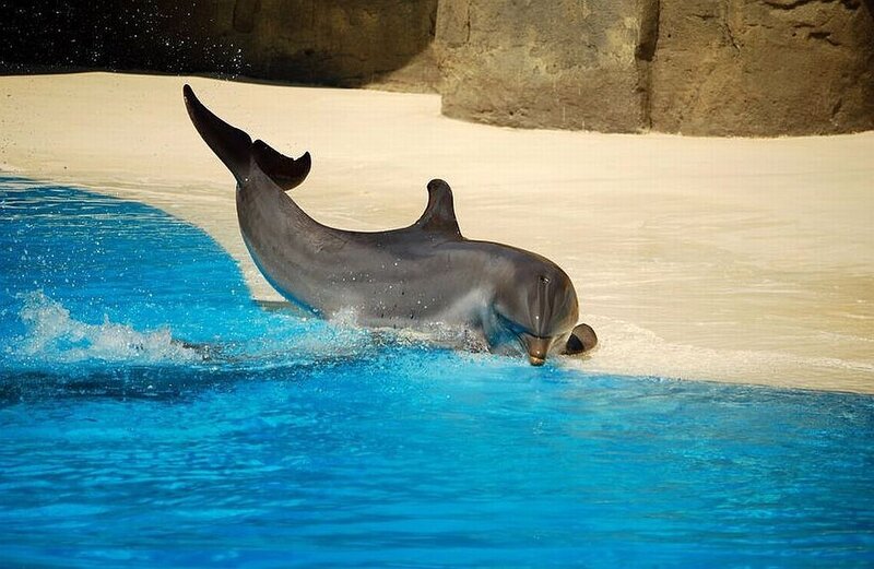 Dolphin in Pool