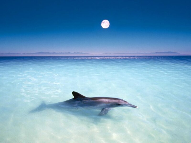 Dolphin in Shallow Water — Blue, Serene