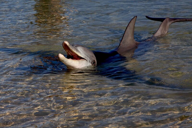 Dolphin in Shallow Water — Blue