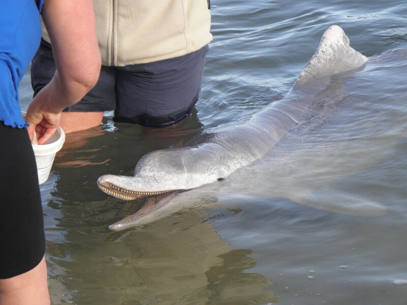 Dolphin in Shallow Water — Gray, Calm