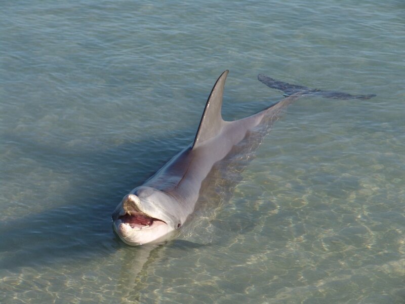 Dolphin in Shallow Water — Gray