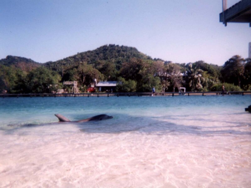 Dolphin in shallow water