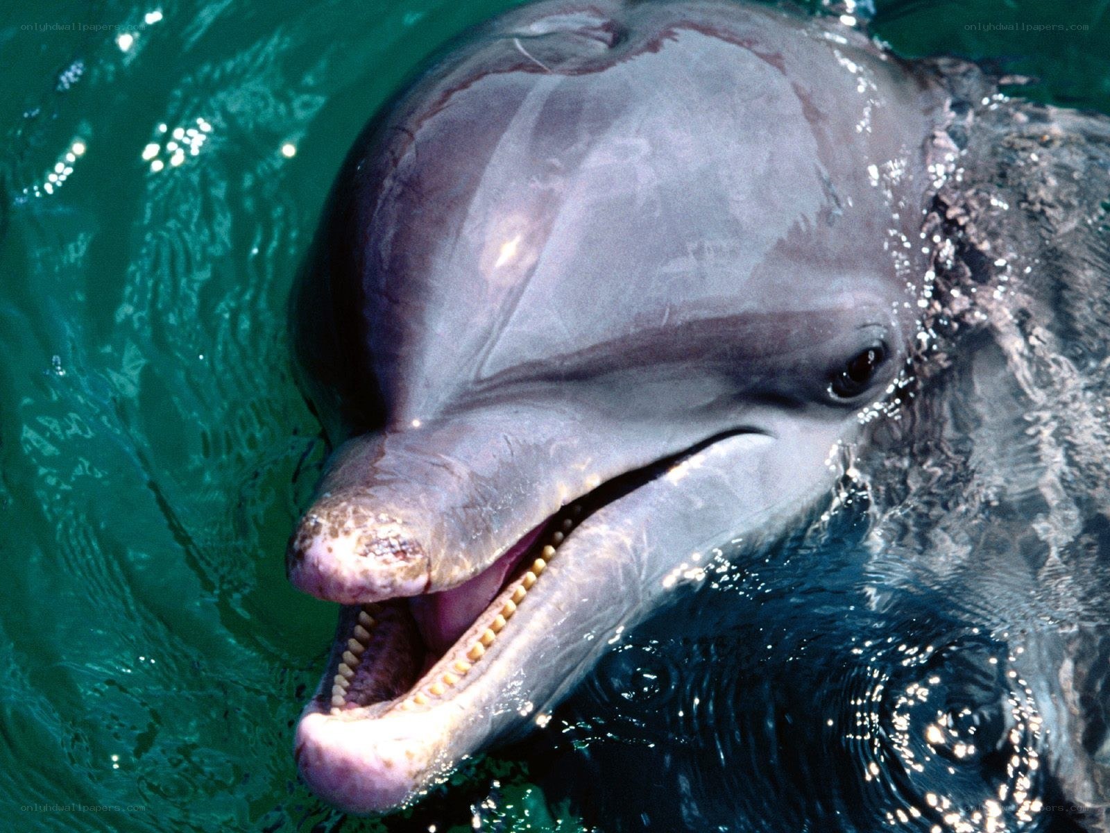 dolphin in the water