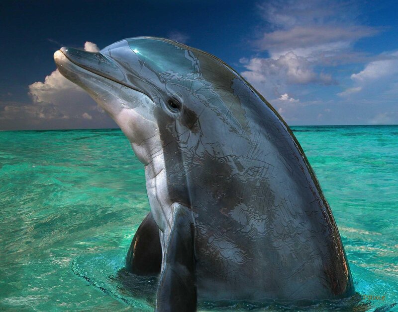 Dolphin in turquoise water