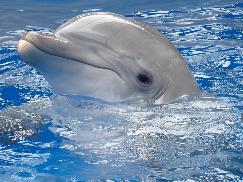 Dolphin in Water — Blue, Calm, Afternoon