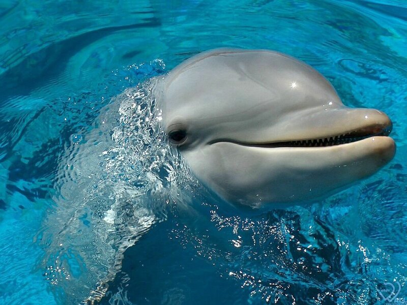 Dolphin in Water — Blue, Calm, Photograph, Bubbles