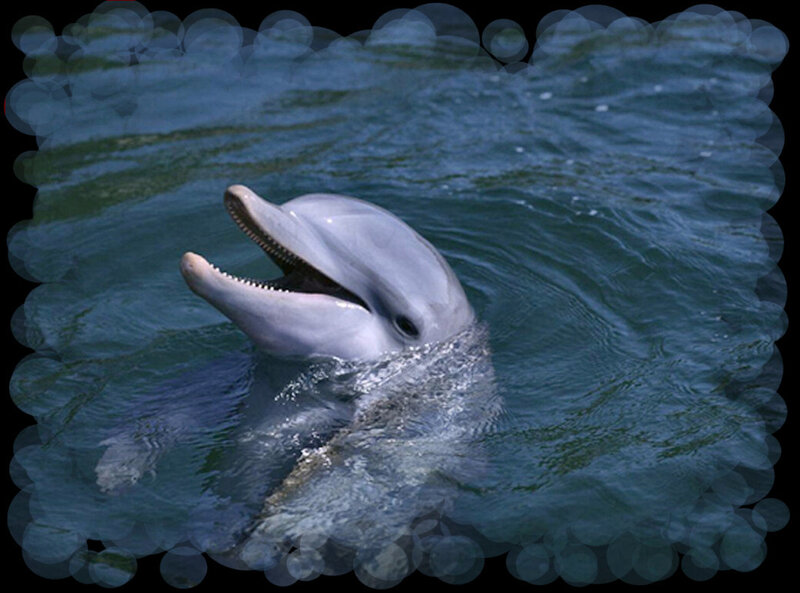 Dolphin in Water — Blue, Calm, Photograph