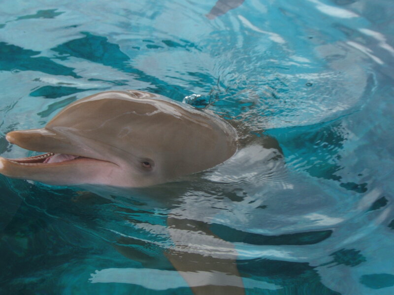 Dolphin in Water — Blue, Calm