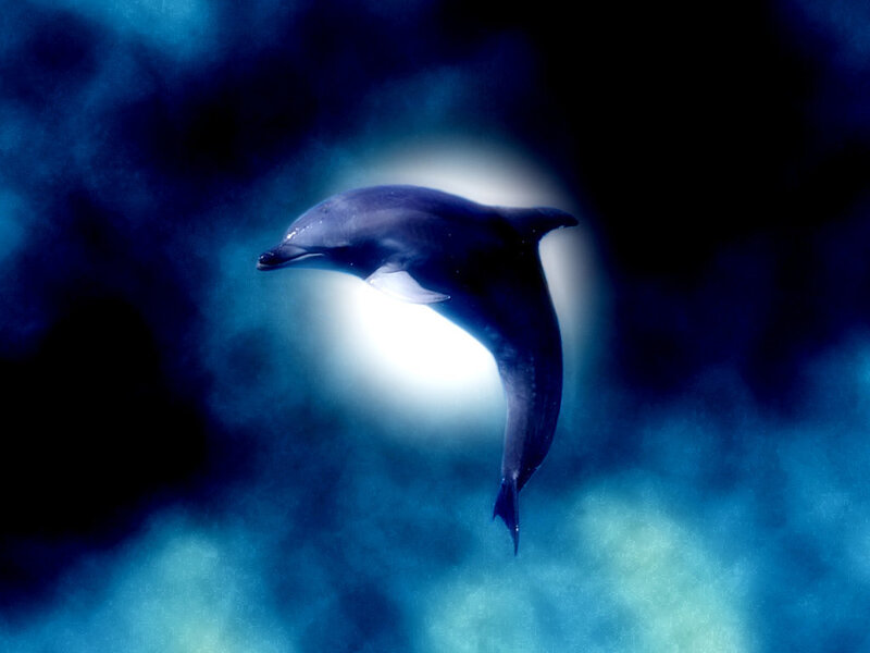 Dolphin in Water — Blue, Dramatic