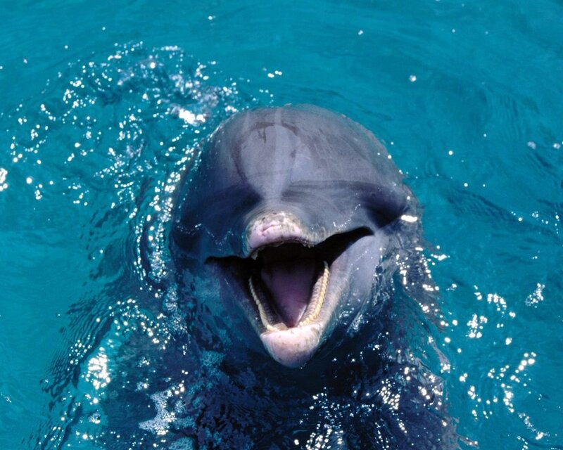 Dolphin in Water — Blue, Playful, Afternoon