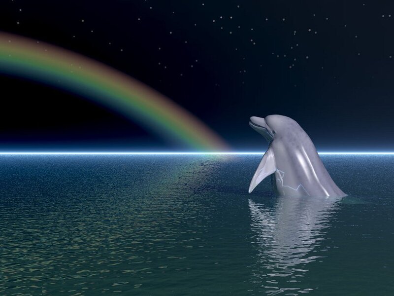 Dolphin in Water — Blue, Serene, Night